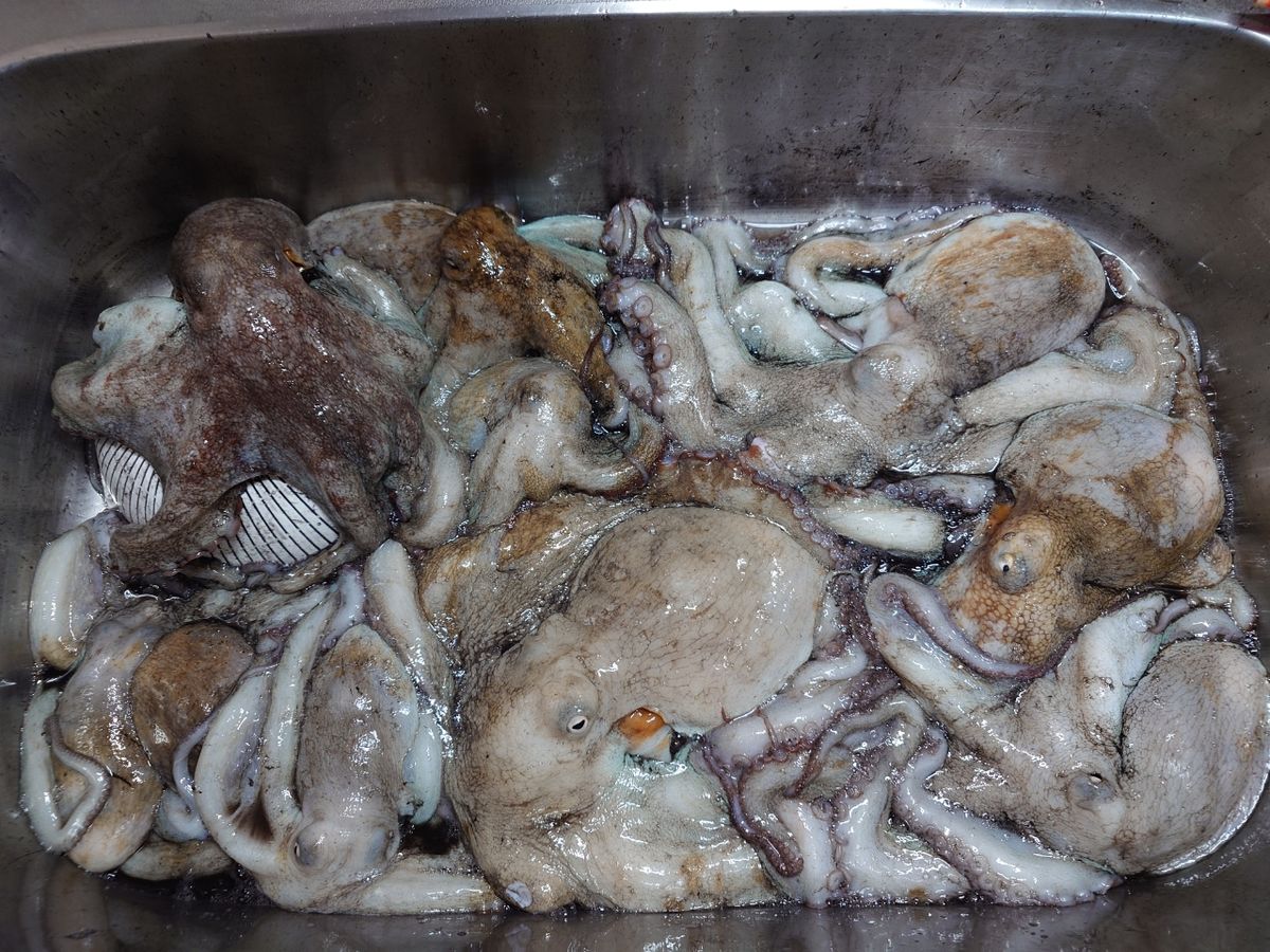 変態様さんの釣果 2枚目の画像