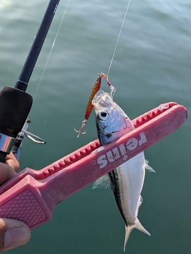サッパの釣果