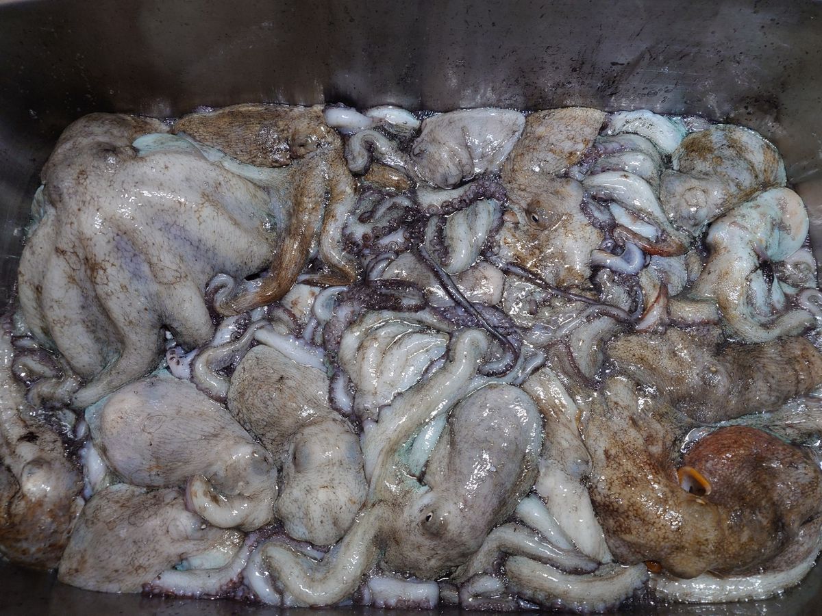 変態様さんの釣果 2枚目の画像