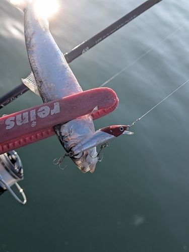 マイワシの釣果