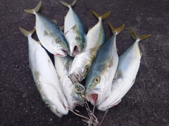 フクラギの釣果