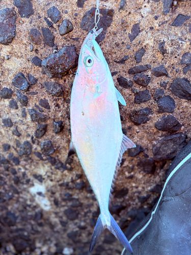 イケカツオの釣果