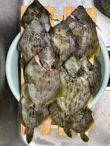 カワハギの釣果