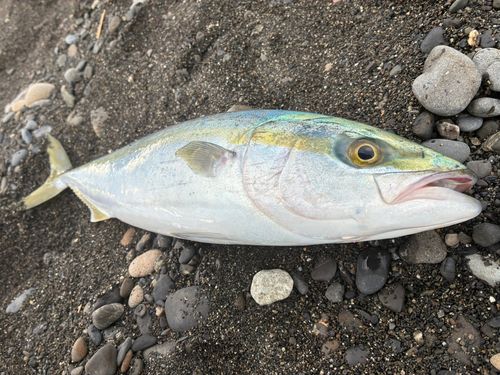 イナダの釣果