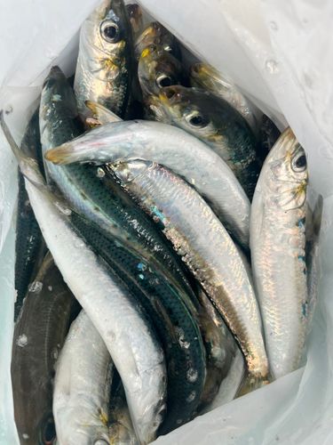 イワシの釣果