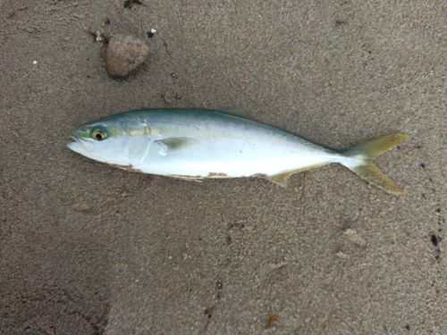 ツバイソの釣果