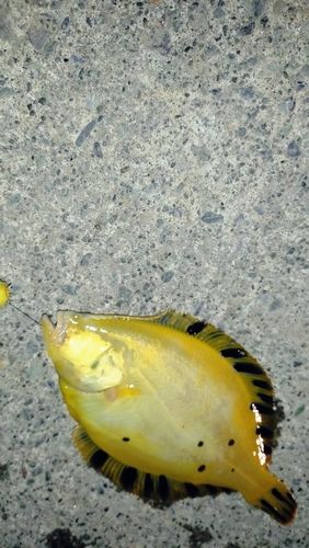 マツカワの釣果