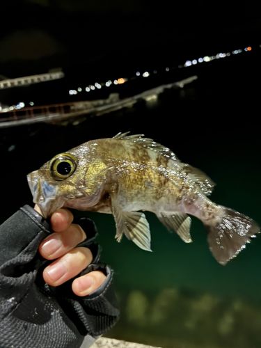 クロメバルの釣果