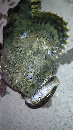 ギスカジカの釣果