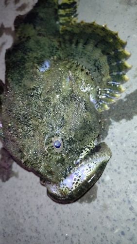 ギスカジカの釣果