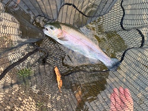 ベリーパーク in FISH ON! 王禅寺