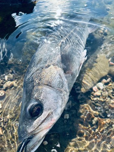 マルスズキの釣果