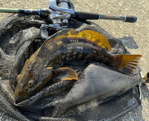 アイナメの釣果