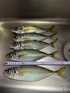 アジの釣果