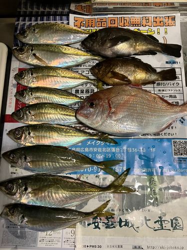 アジの釣果