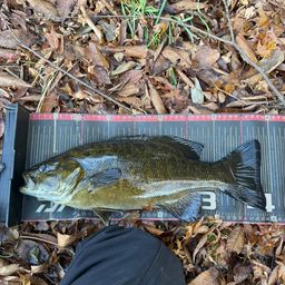 スモールマウスバス