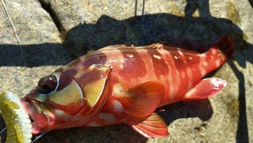 アカハタの釣果