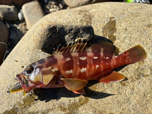 アカハタの釣果