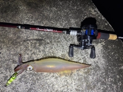 ヤリイカの釣果