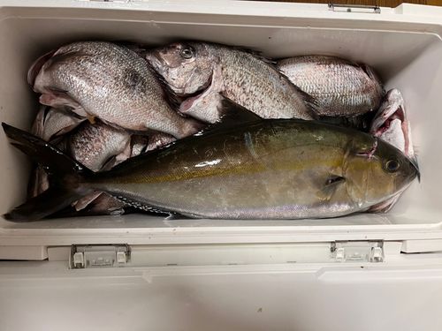 家島 釣り堀 水宝