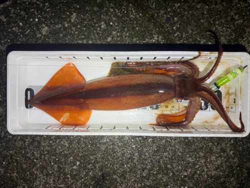 三陸海岸（岩手）