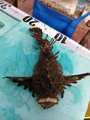 日明海峡釣り公園