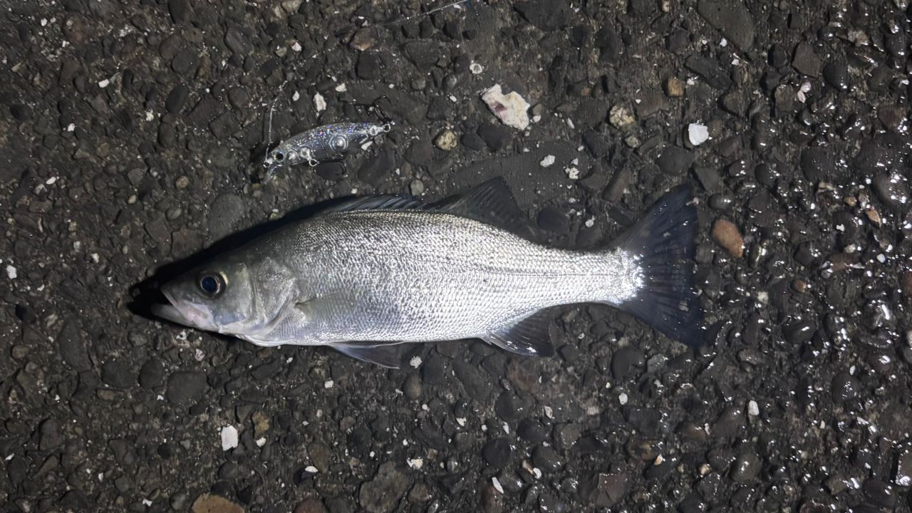 セイゴ（マルスズキ）