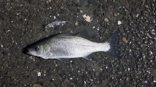 セイゴ（マルスズキ）の釣果