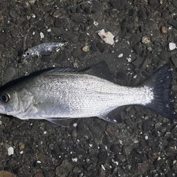 セイゴ（マルスズキ）