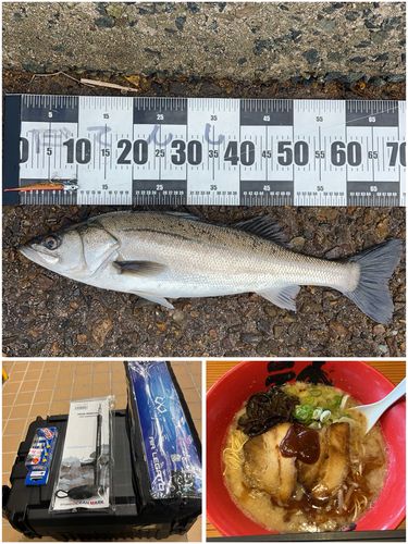 シーバスの釣果