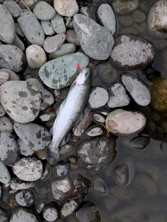 ニジマスの釣果