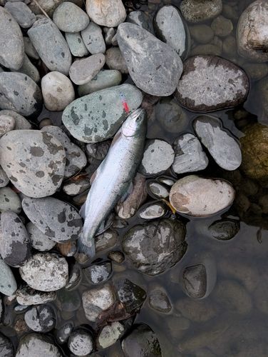 ニジマスの釣果