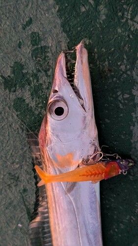 タチウオの釣果