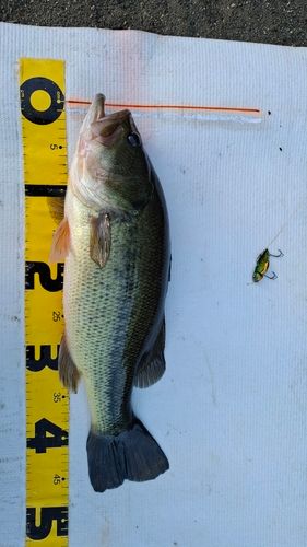 ブラックバスの釣果