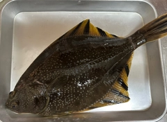ヌマガレイの釣果