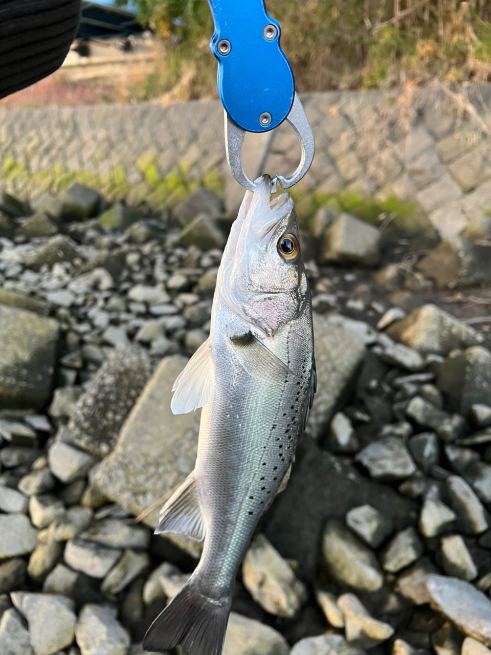 セイゴ（タイリクスズキ）