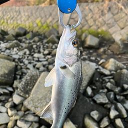 セイゴ（タイリクスズキ）