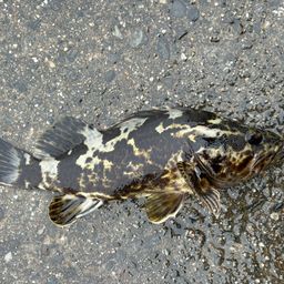 タケノコメバル