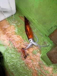 ケンサキイカの釣果