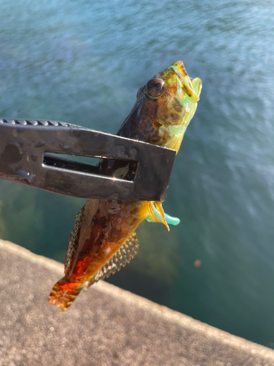 アサヒアナハゼ