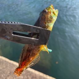 アサヒアナハゼ