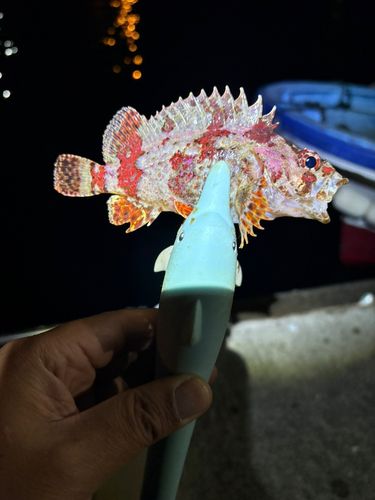 ヨロイメバルの釣果