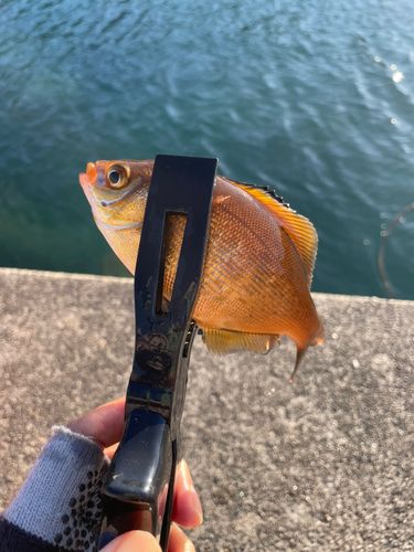 ウミタナゴの釣果