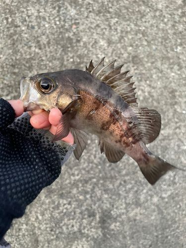 クロメバルの釣果