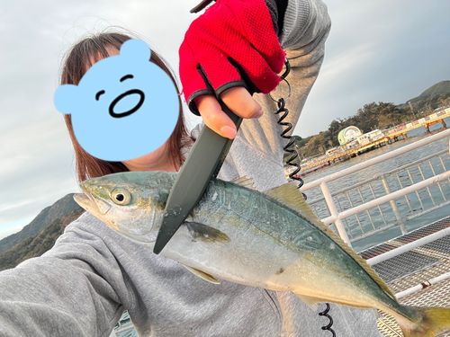 ヤズの釣果