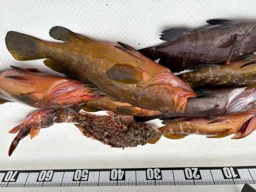 キジハタの釣果