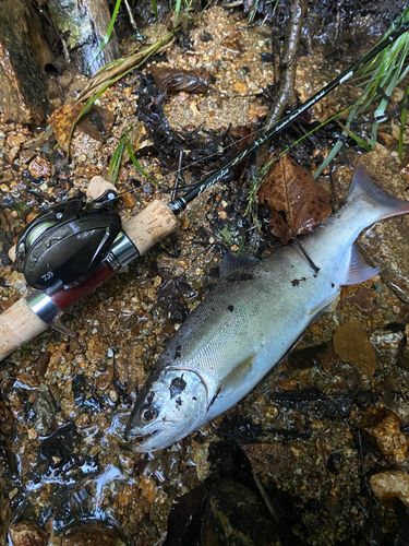 サツキマスの釣果