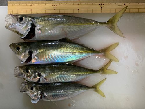 アジの釣果