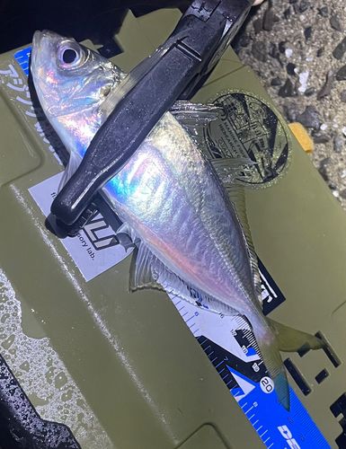 マアジの釣果