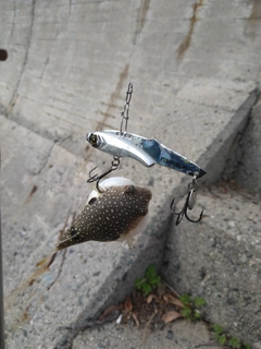 クサフグの釣果